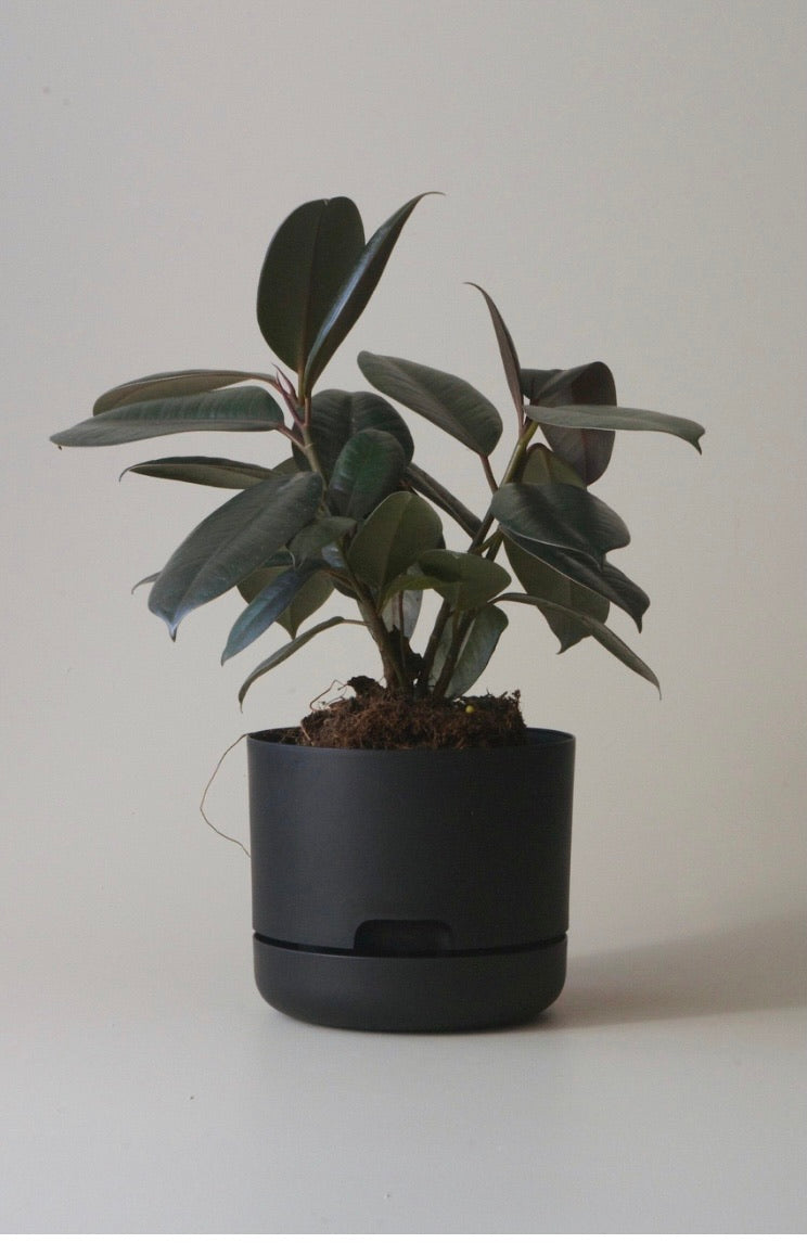 Mr Kitly Self Watering Pots 170mm