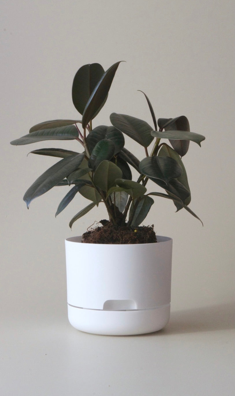 Mr Kitly Self Watering Pots 170mm