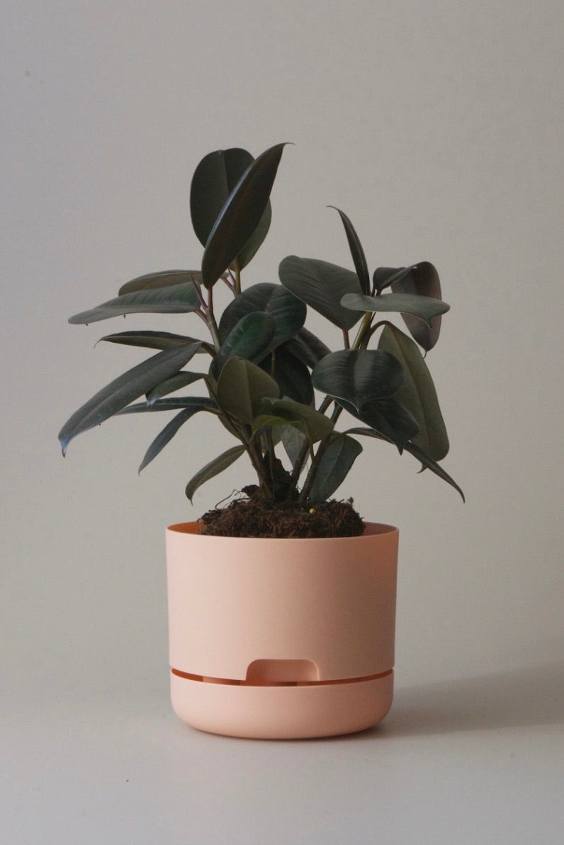 Mr Kitly Self Watering Pots 170mm