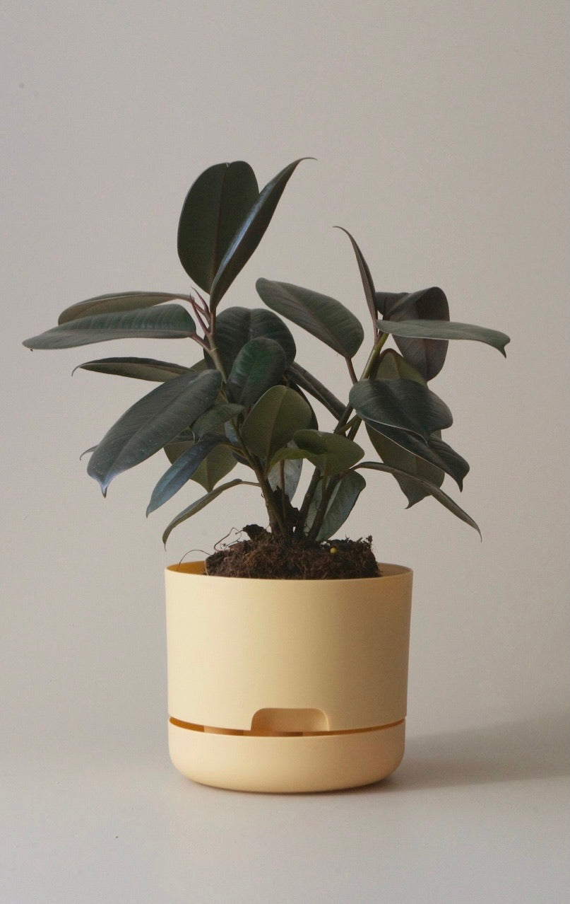 Mr Kitly Self Watering Pots 170mm