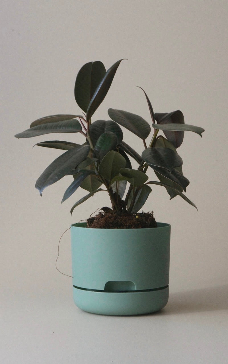 Mr Kitly Self Watering Pots 170mm