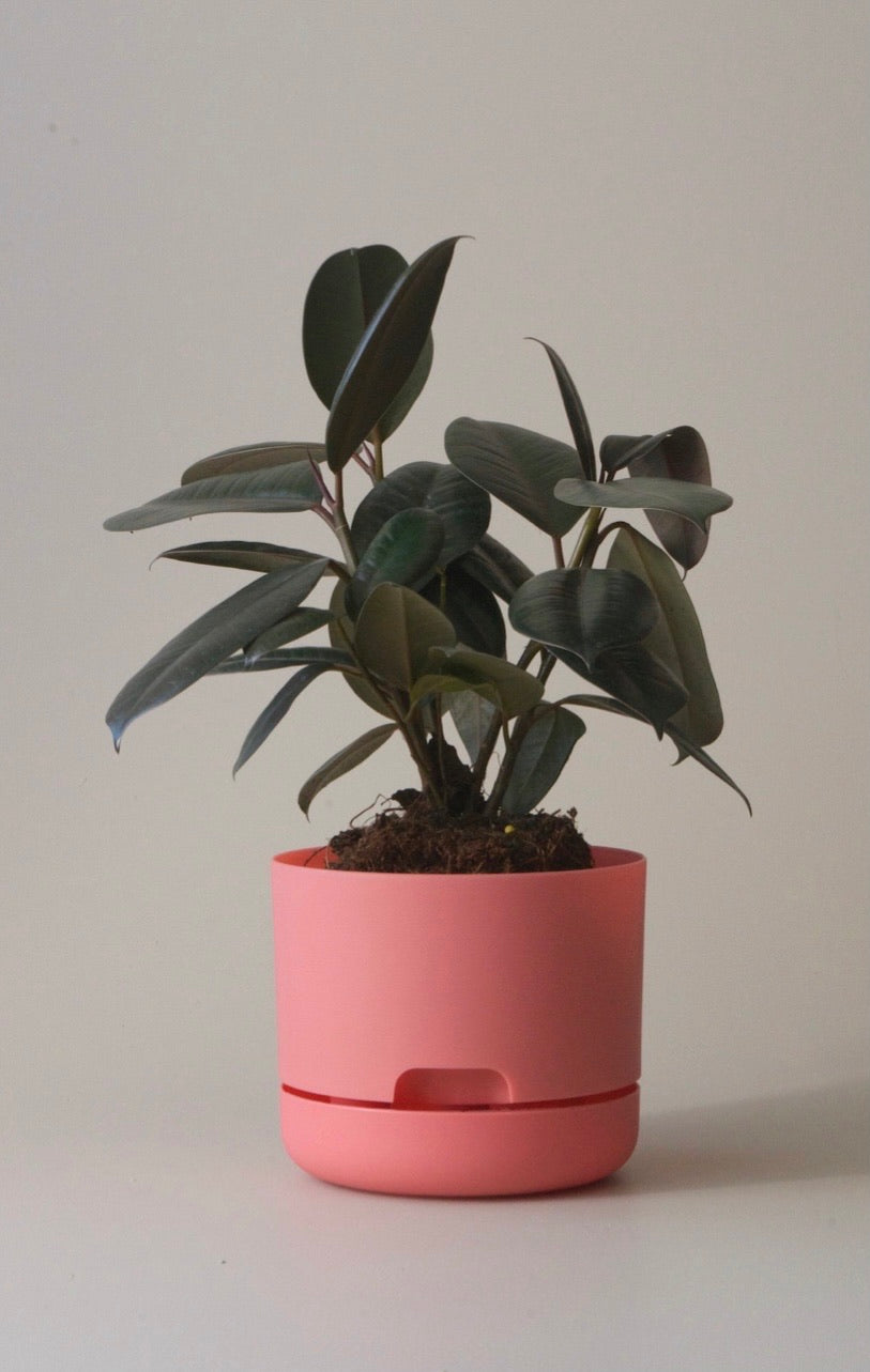 Mr Kitly Self Watering Pots 170mm