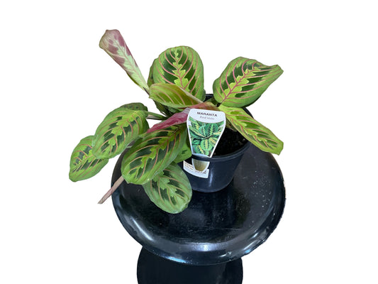 130mm Maranta “Red Vein”