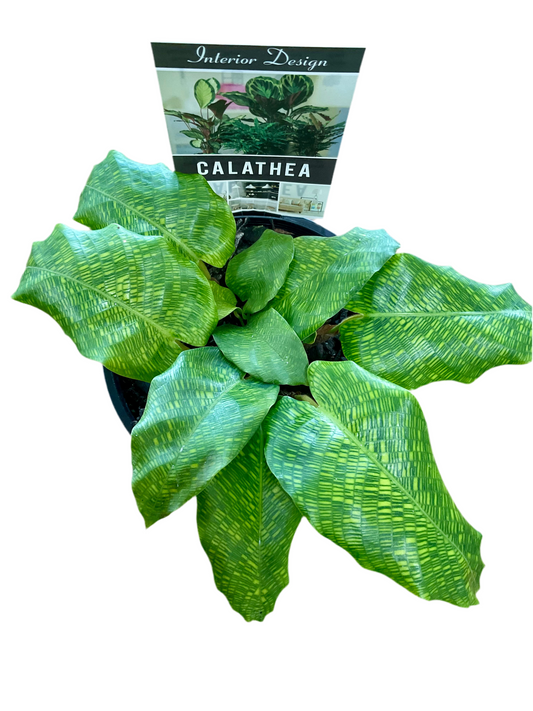 130mm Calathea musaica