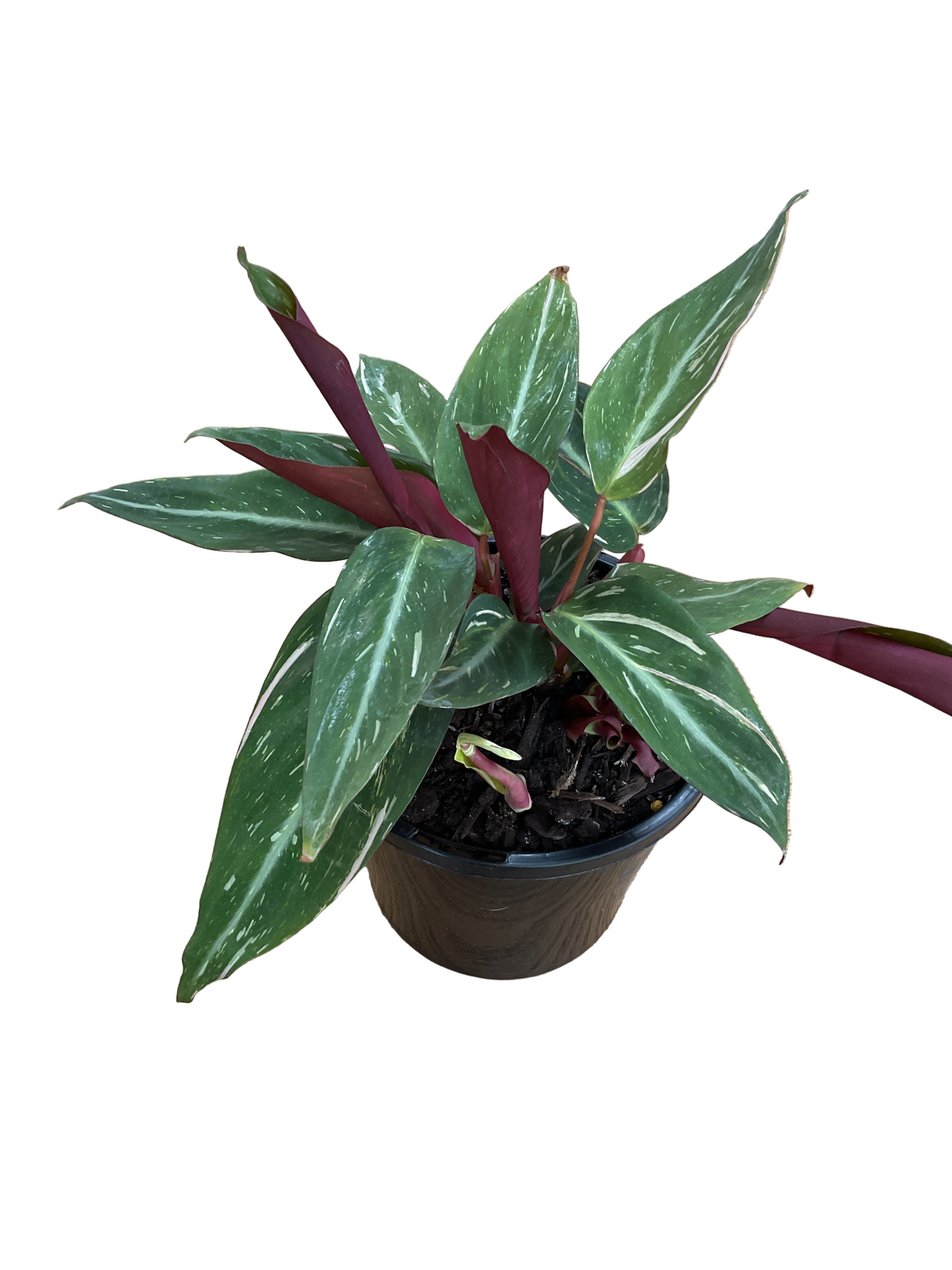 130mm Stromanthe Magic Star