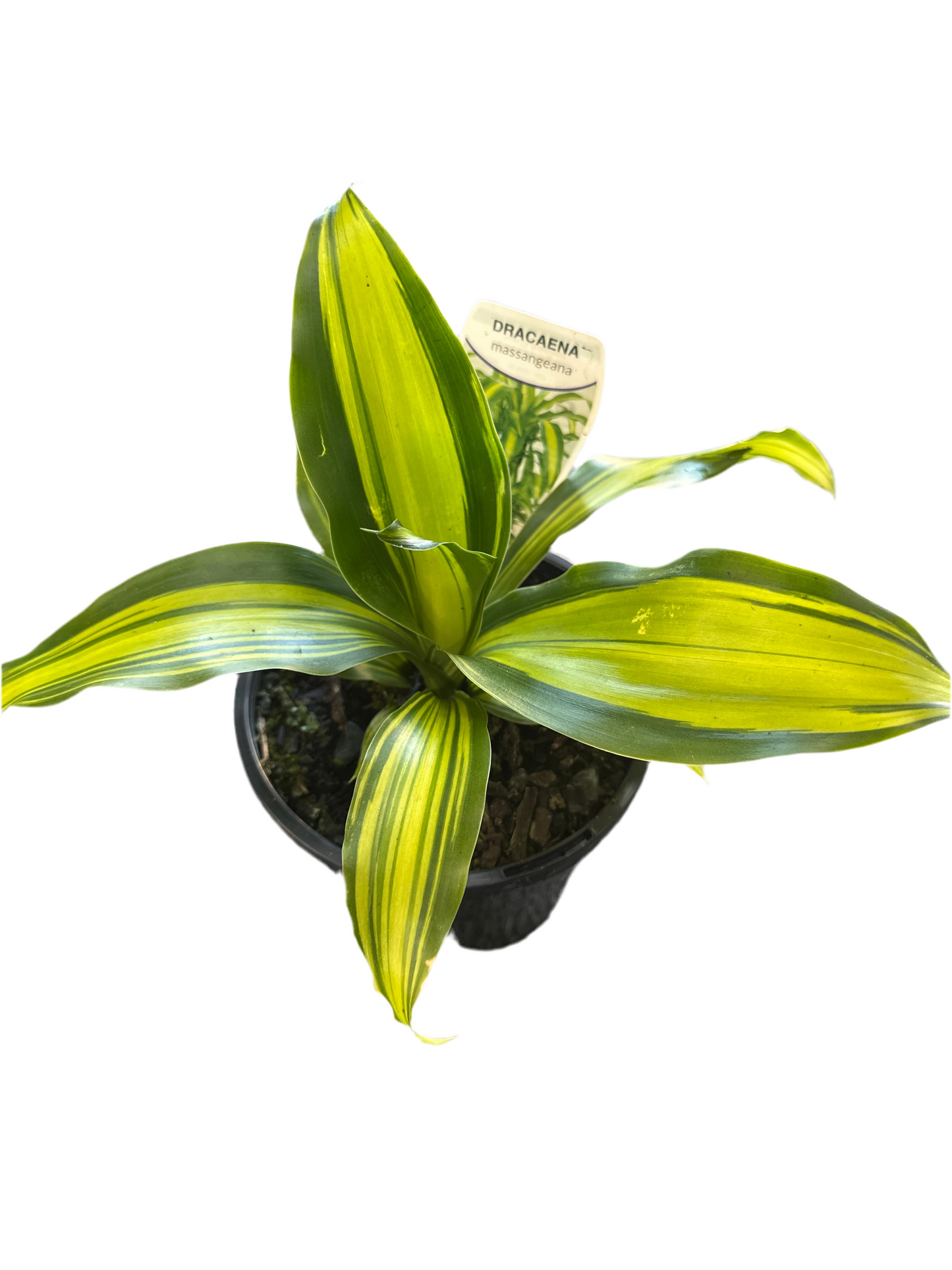 130mm Happy Plant