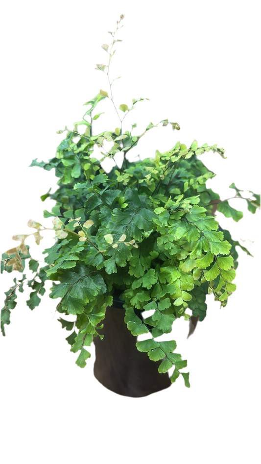 Crimson Maiden Hair Fern