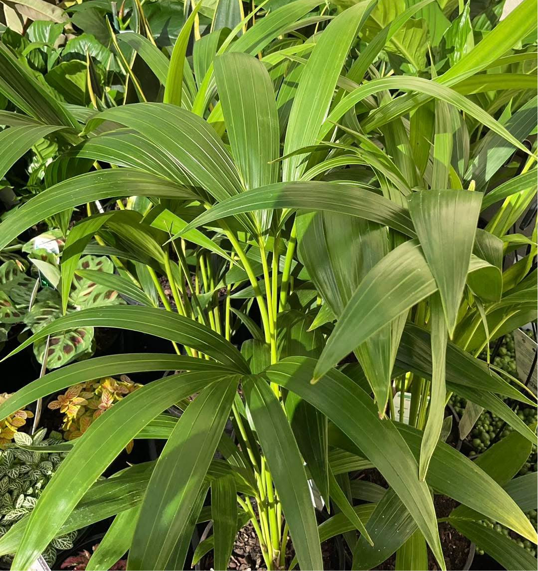 140mm Kentia Palm