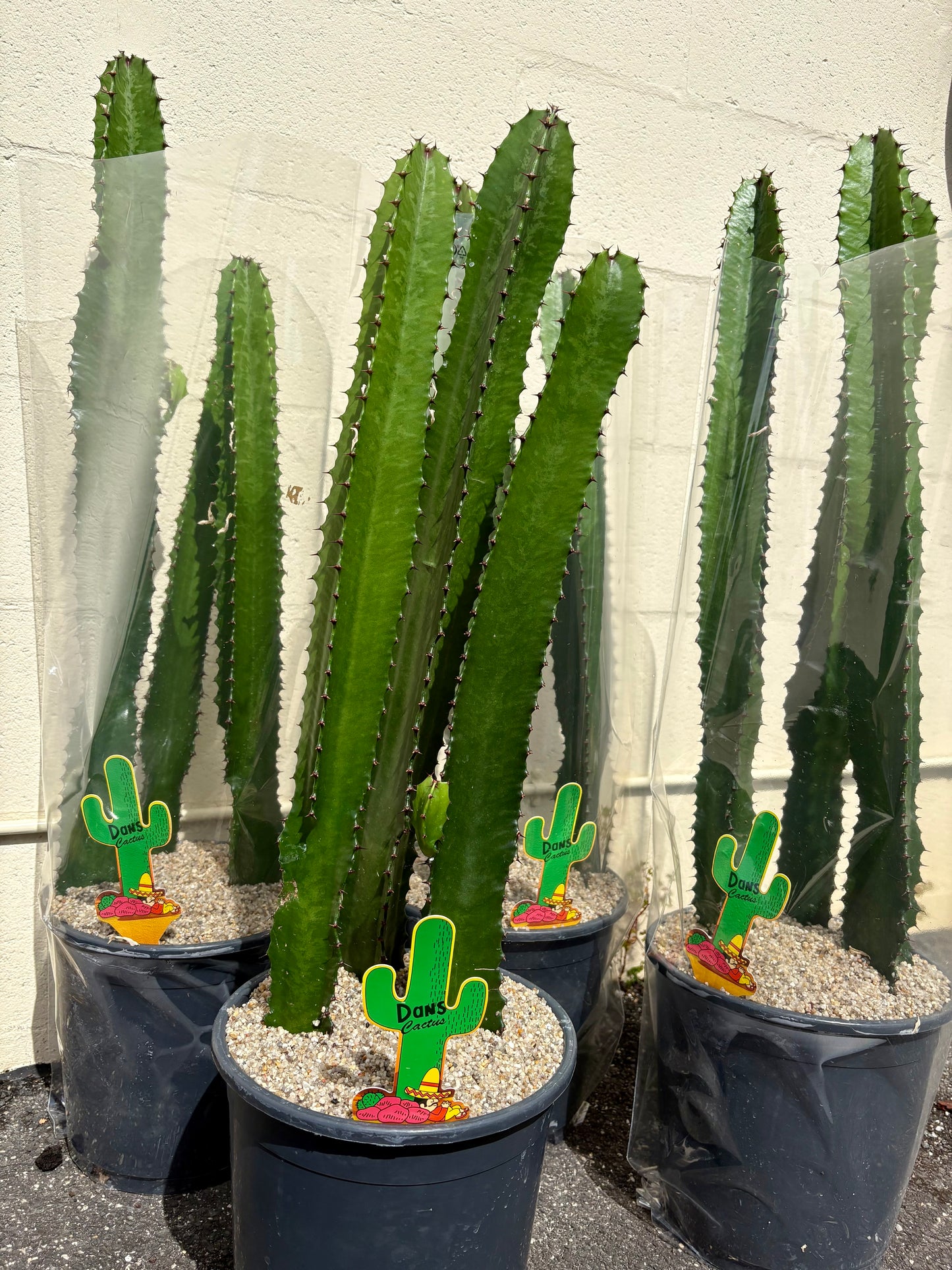240mm Euphorbia eritrea