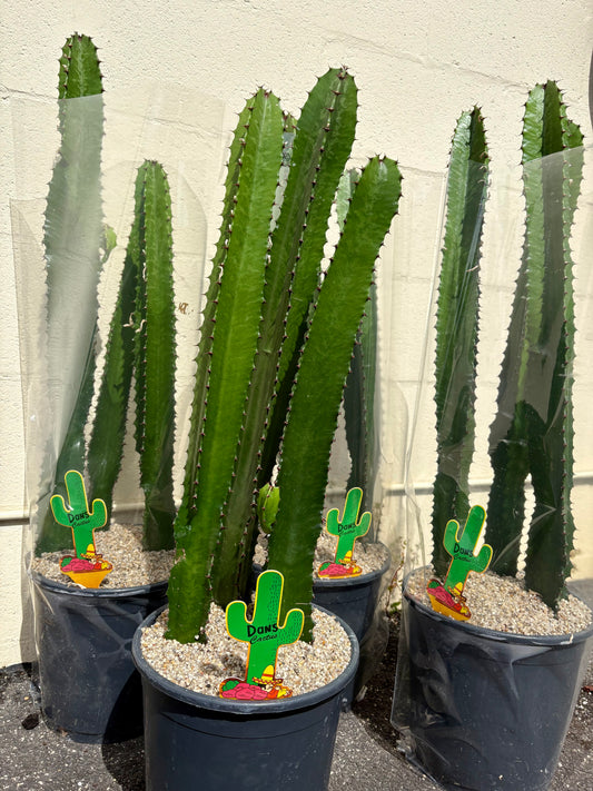 240mm Euphorbia eritrea