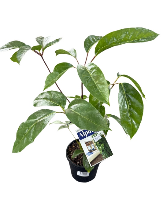 130mm Schefflera Alpine