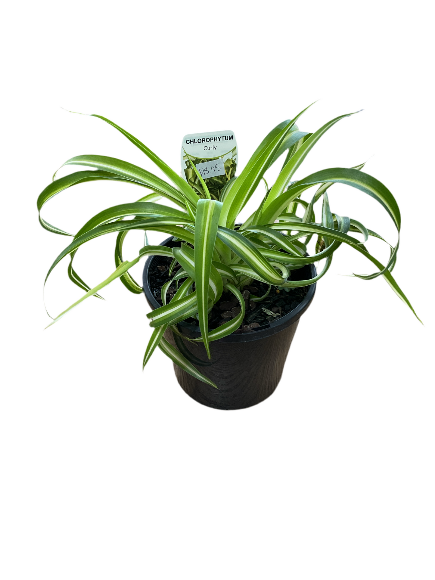 130mm Curly Spider Plant