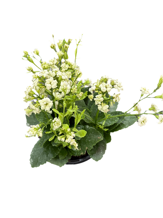 180mm Kalanchoe - white flower