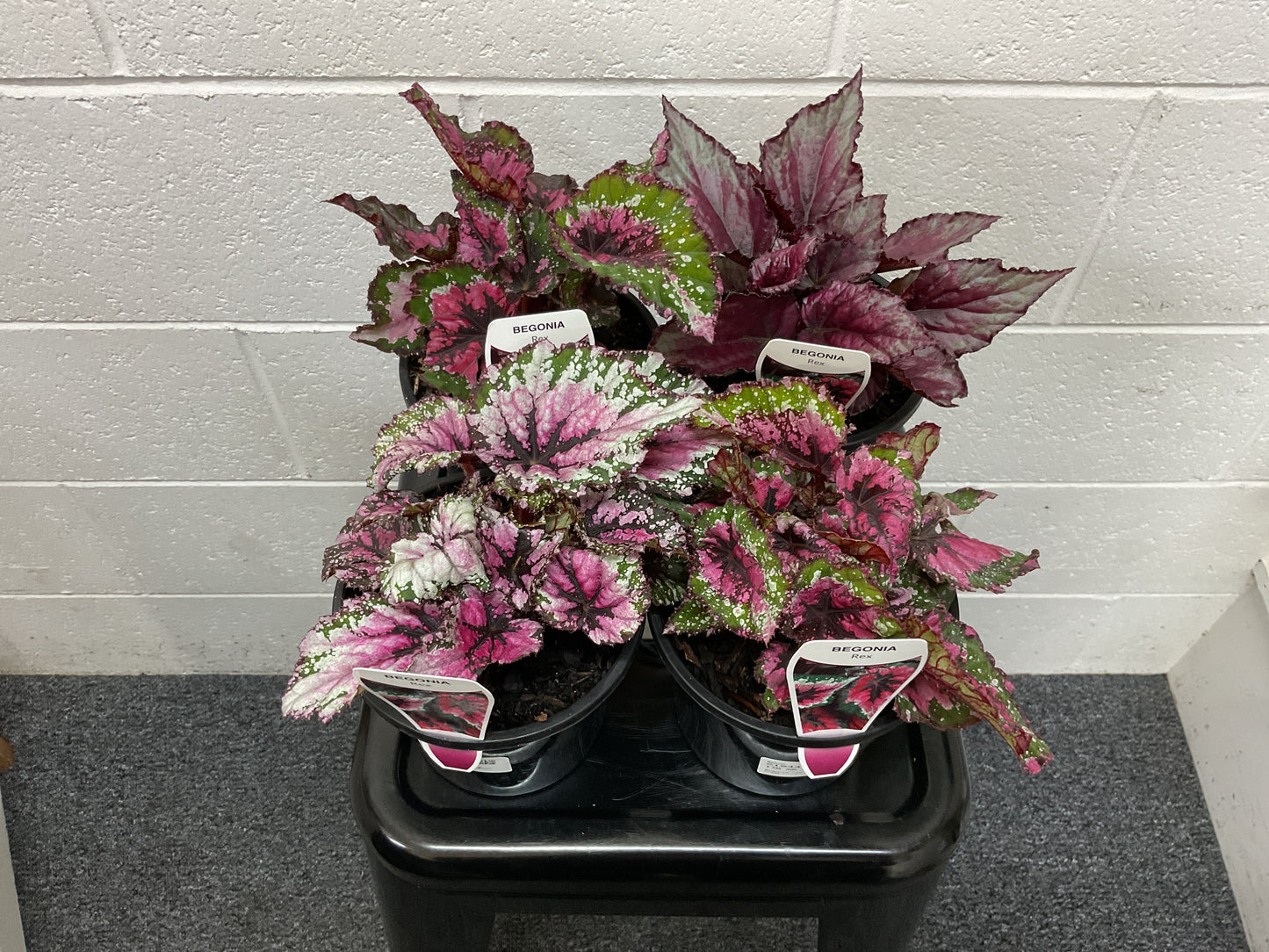 Begonia Rex Assorted