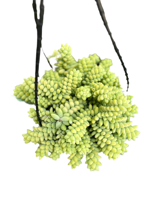 200mm Donkey Tail Hanging Basket