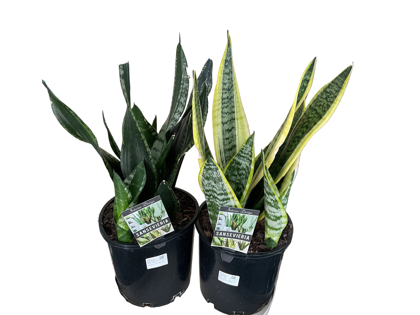 Sanseviera 200mm assorted