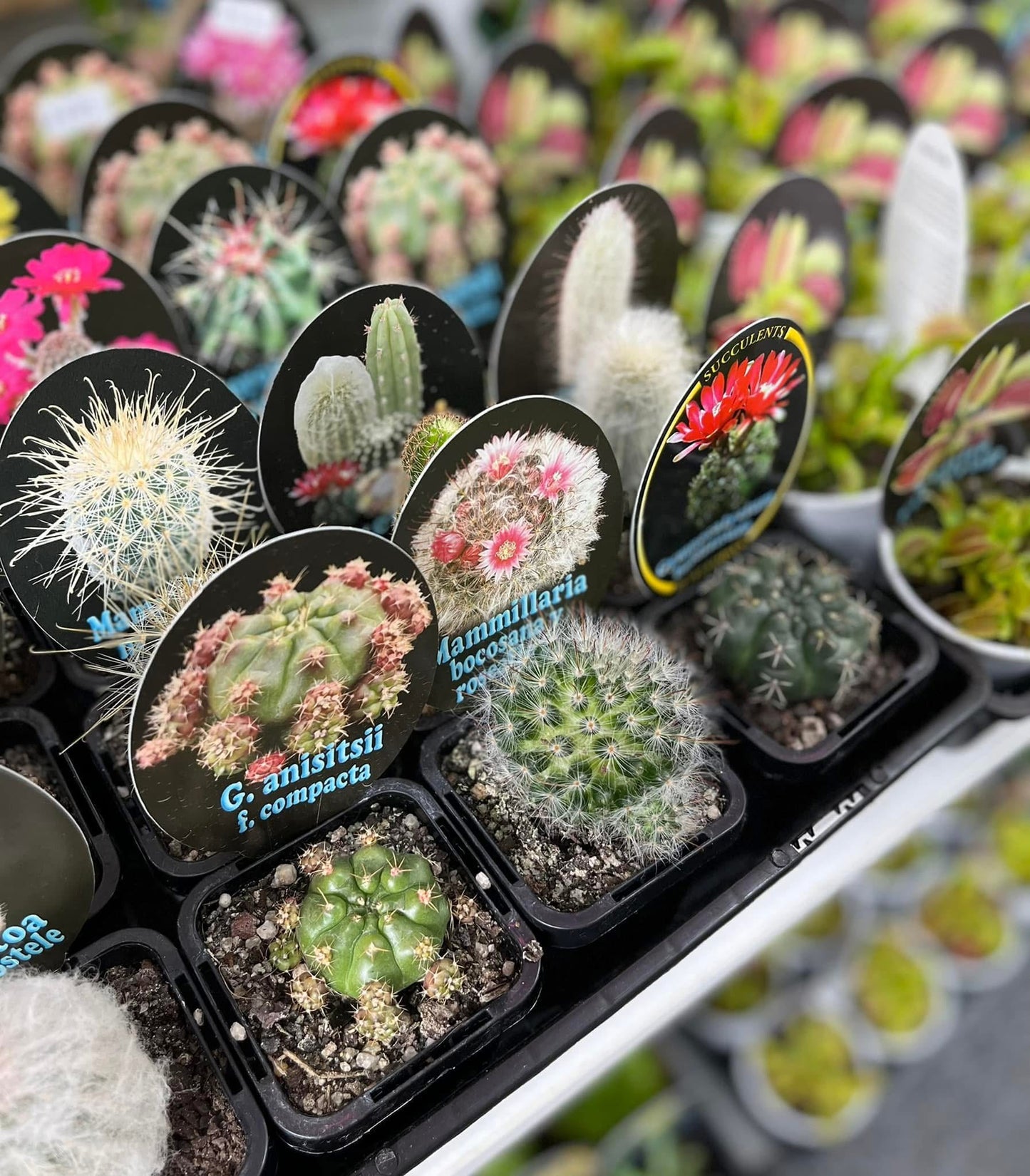 Assorted Cactus