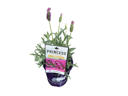 Lavandula Pendunculata “ The Princess”