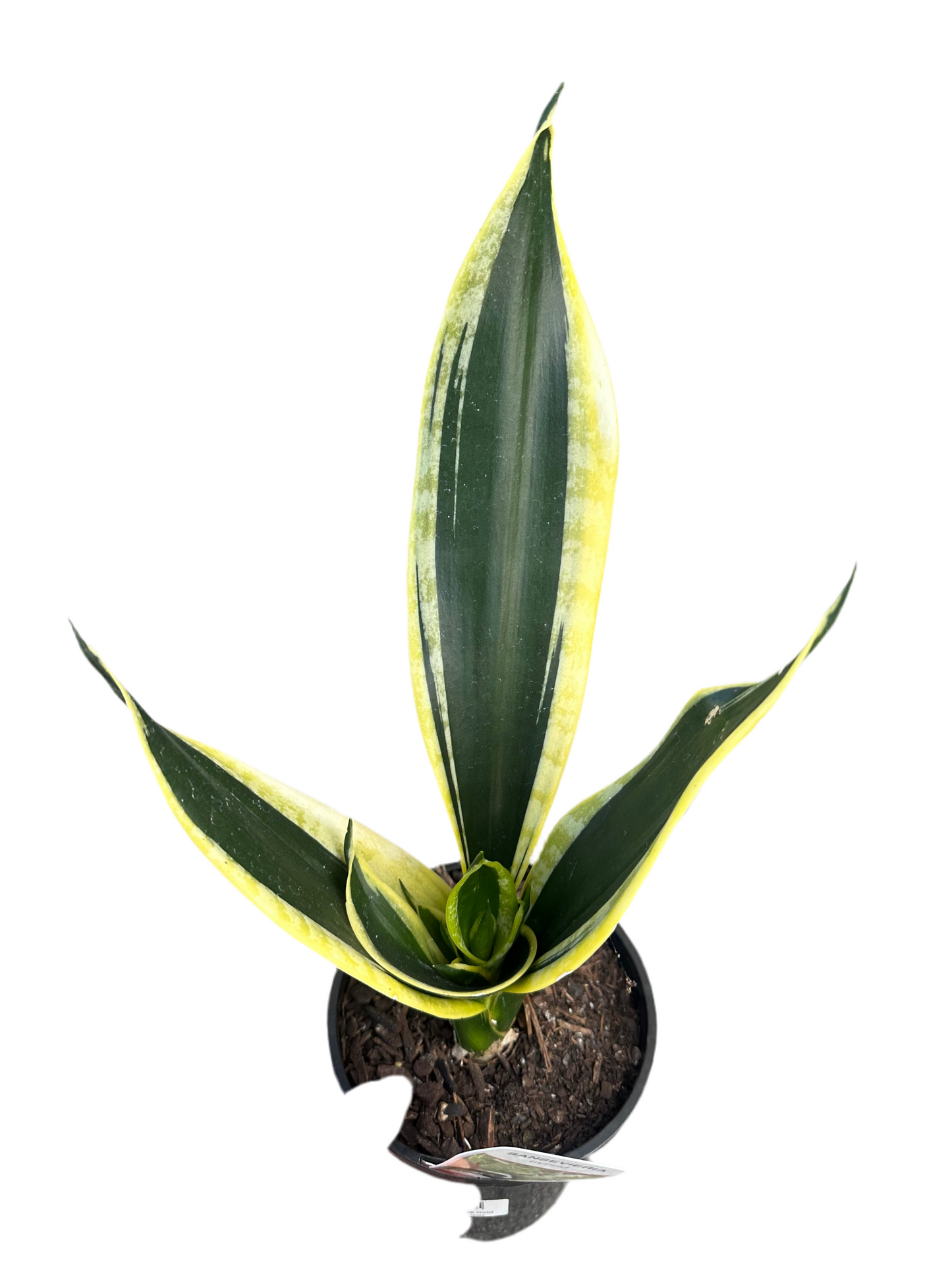 130mm Sanseveria Hybrid