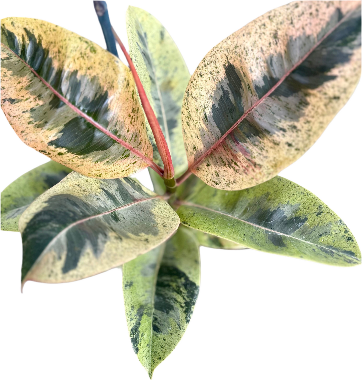 200mm Ficus Shivereana