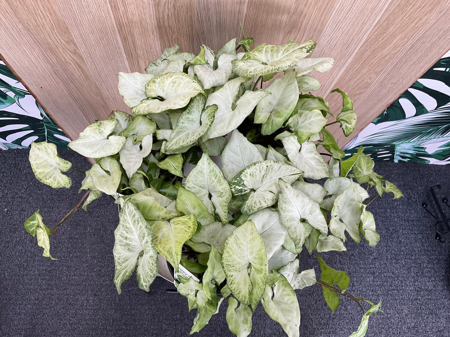 Syngonium Three Kings