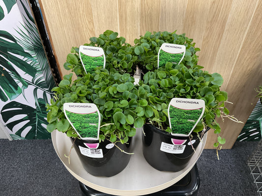 Dichondra Emerald Falls