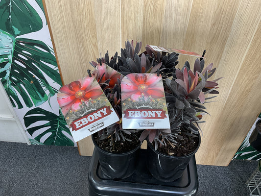 Leucadendron Ebony