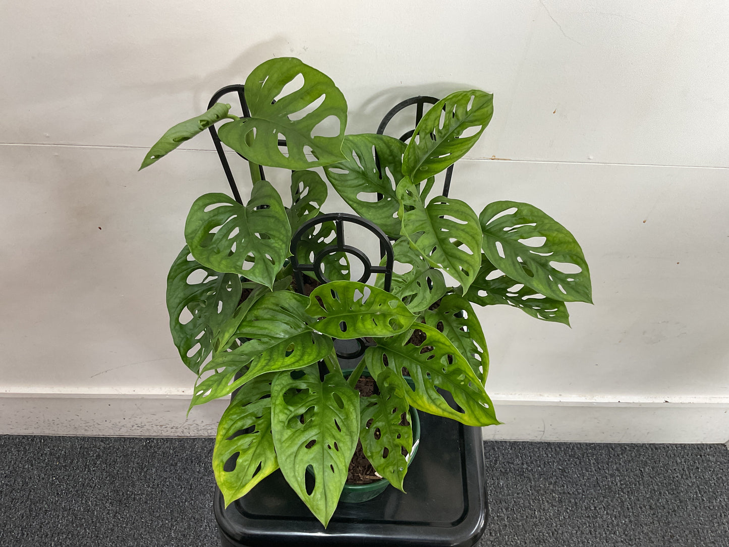 Monstera Adansonii Swiss Cheese