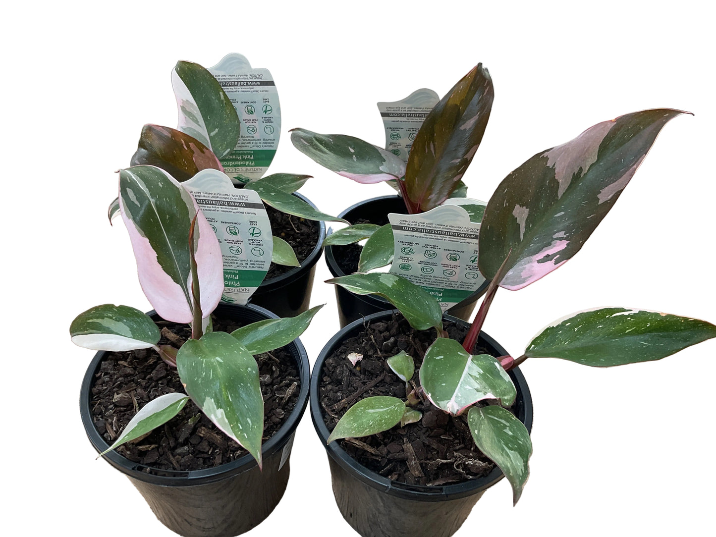 100mm Philodendron Pink Princess