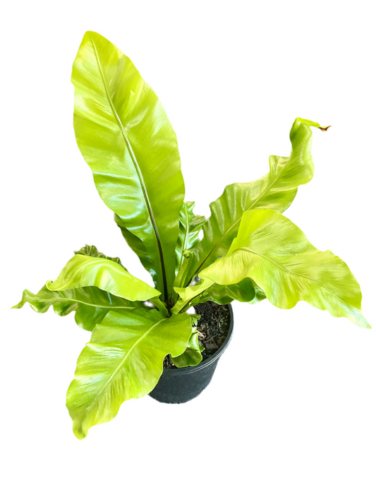 200mm Birds Nest Fern