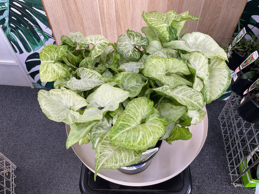 Syngonium White Butterfly