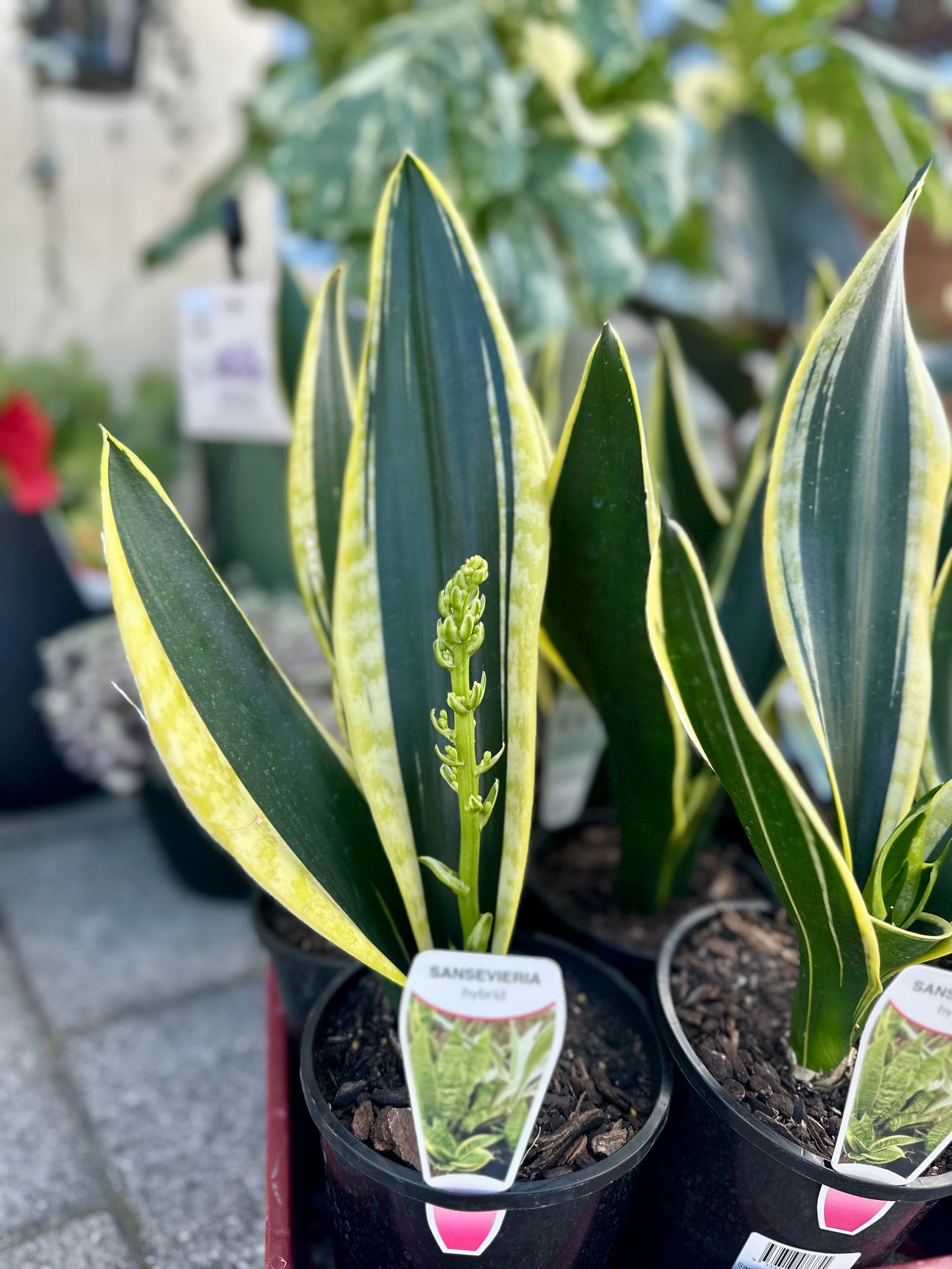 130mm Sanseveria Hybrid