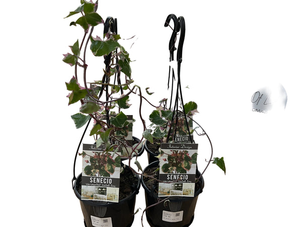 130mm Senecio Natal Ivy