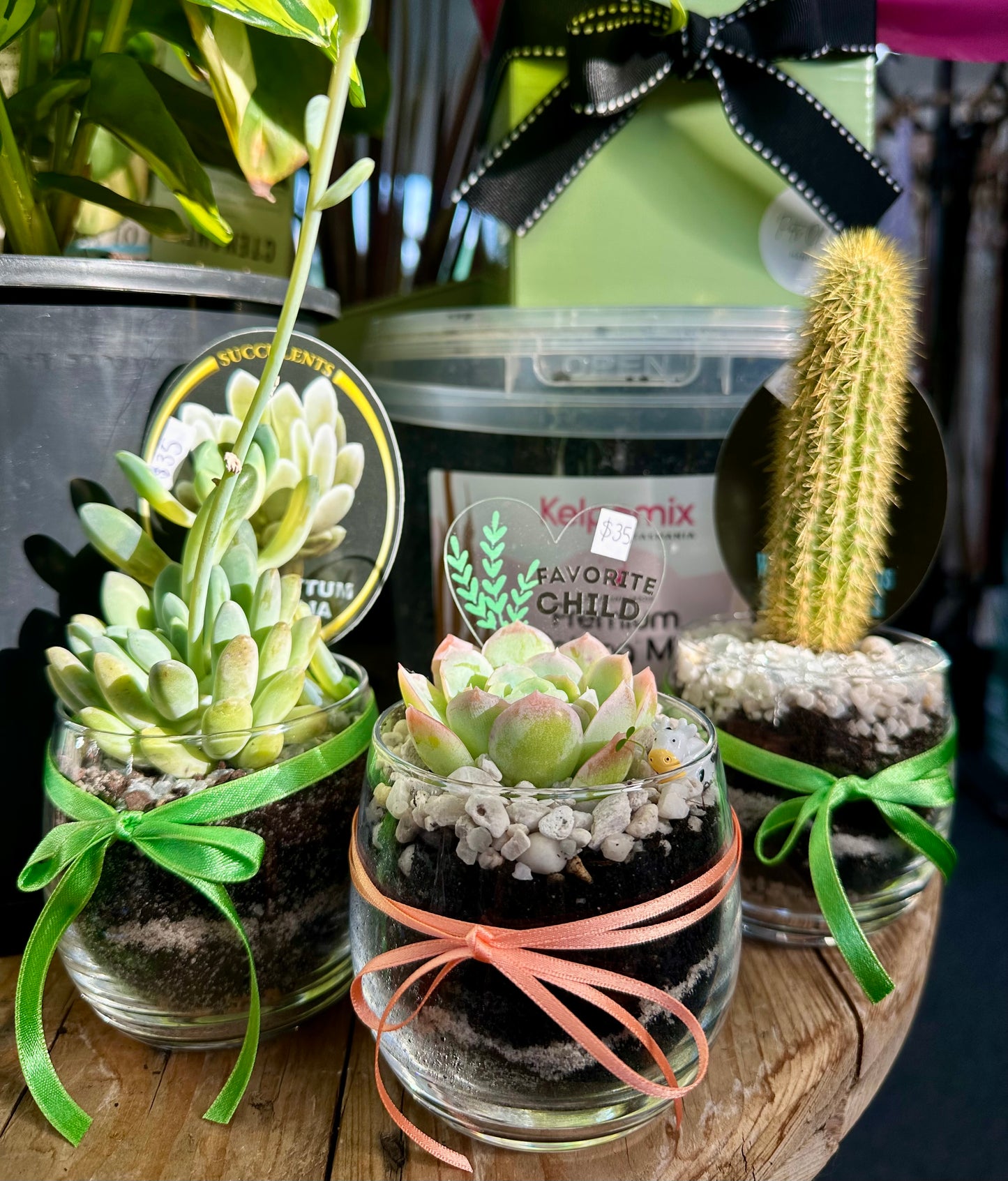Mini Succulent Glass Gift