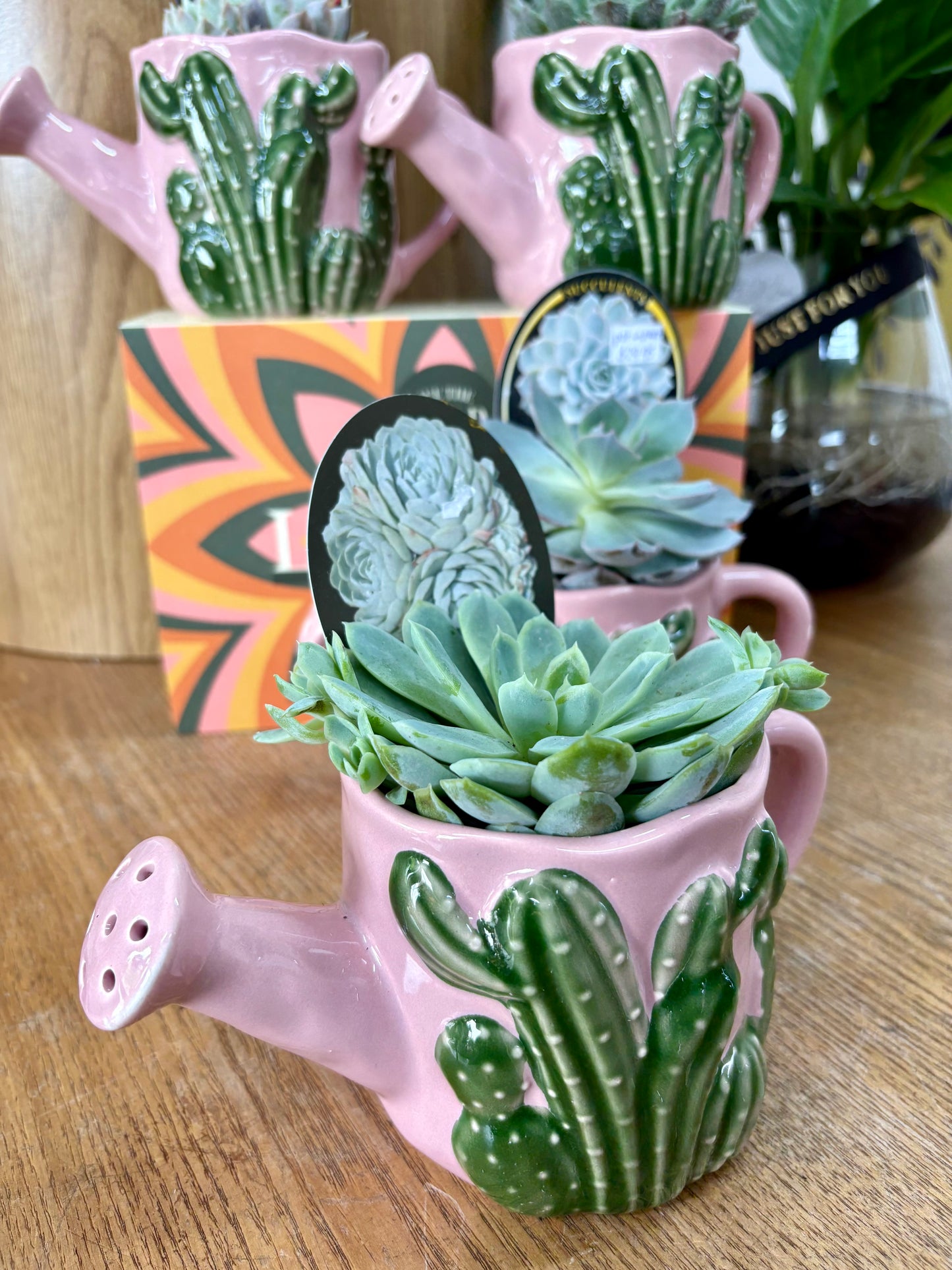 Cactus Watering Can Planter & Plant combo