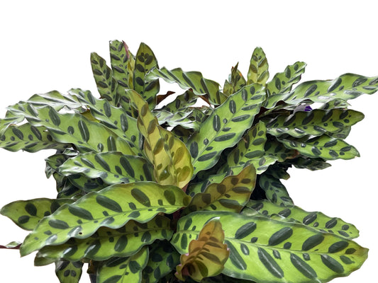 200mm Calathea Rattlesnake