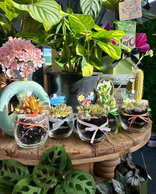 Mini Succulent Glass Gift