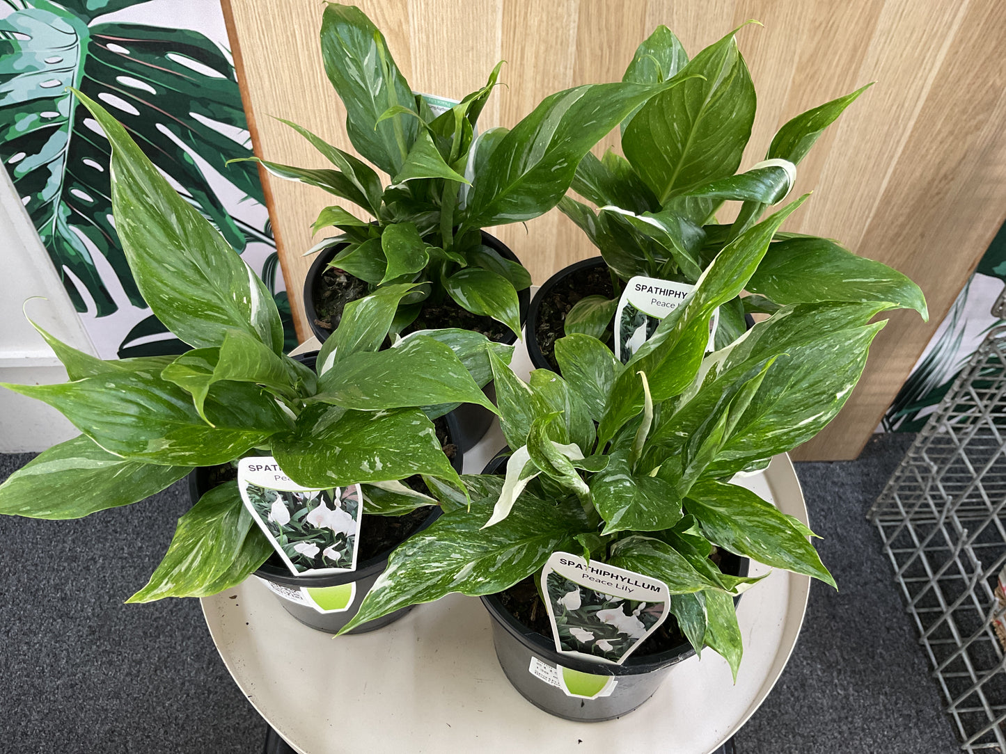 Variegated Peace Lily- Domino