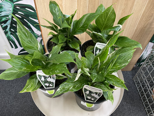 Variegated Peace Lily- Domino