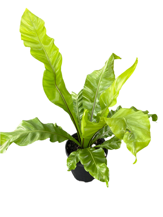200mm Birds Nest Fern