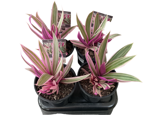 130mm Variegated Rhoeo