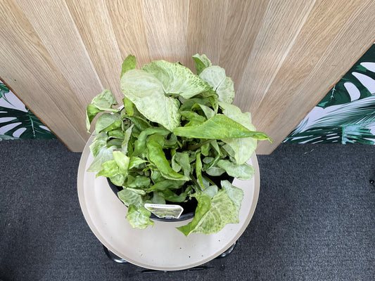 Syngonium White Butterfly