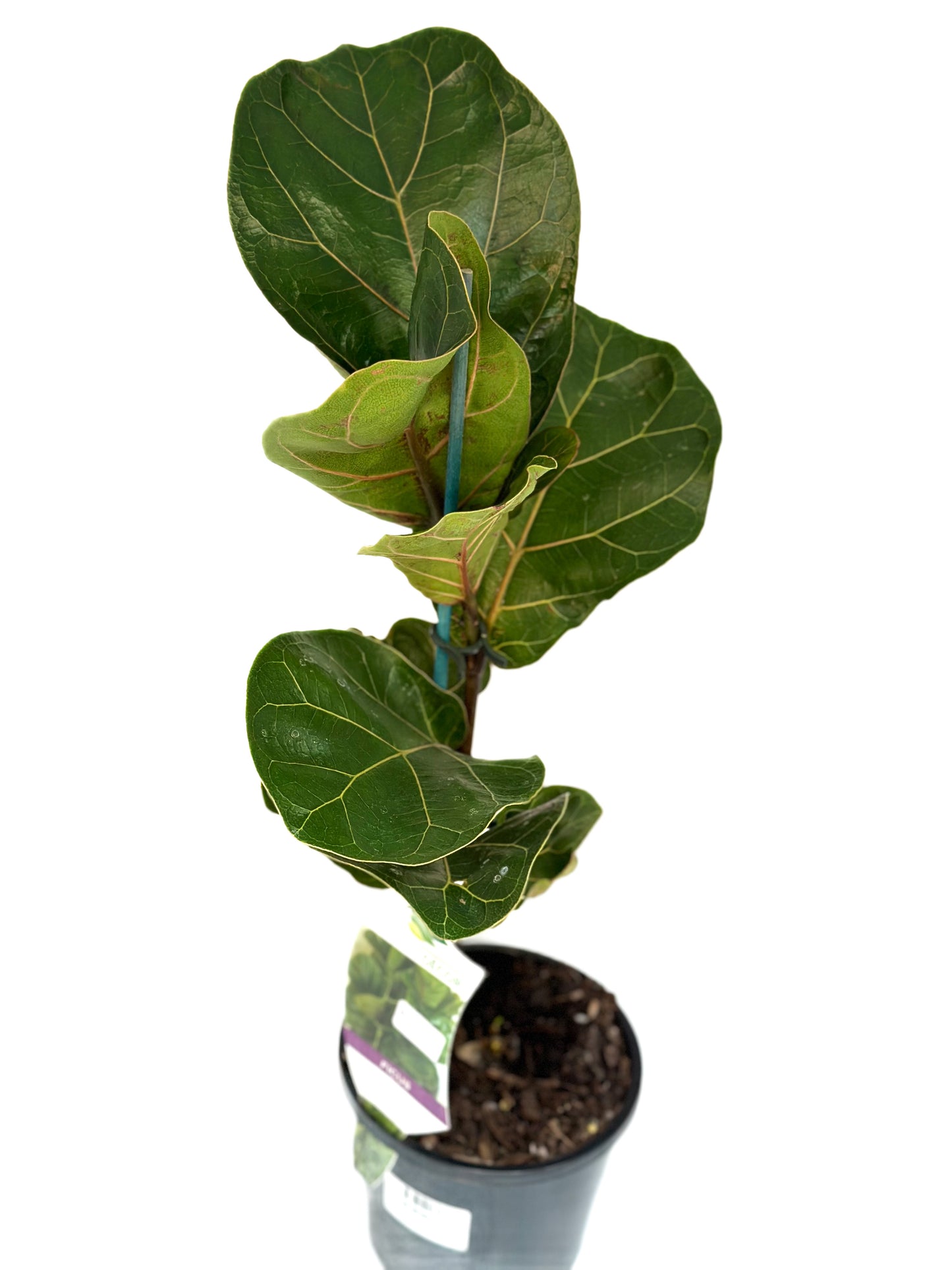 130mm Ficus Lyrata Bambino