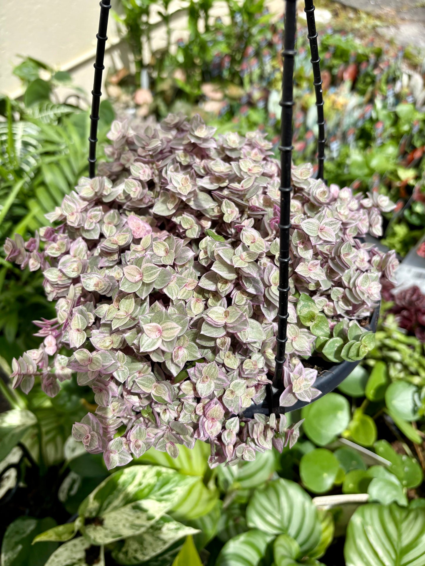 Pink Panther - Hanging basket