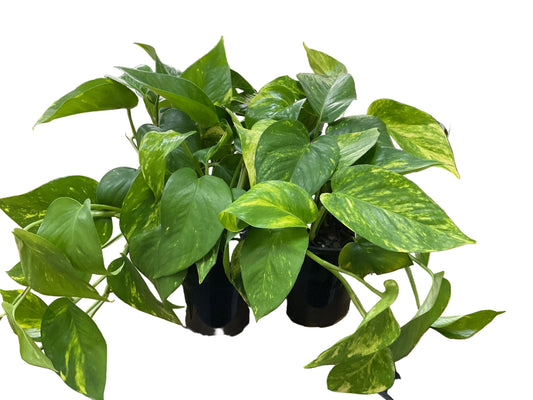 130mm Epipremnum Devils Ivy
