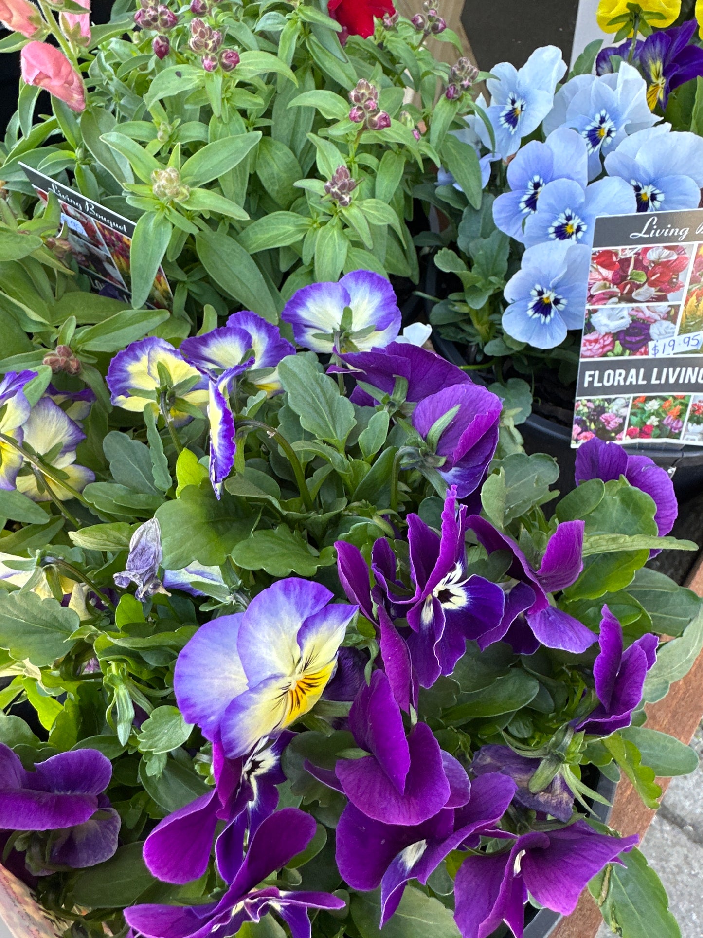 Premium Potted Colour