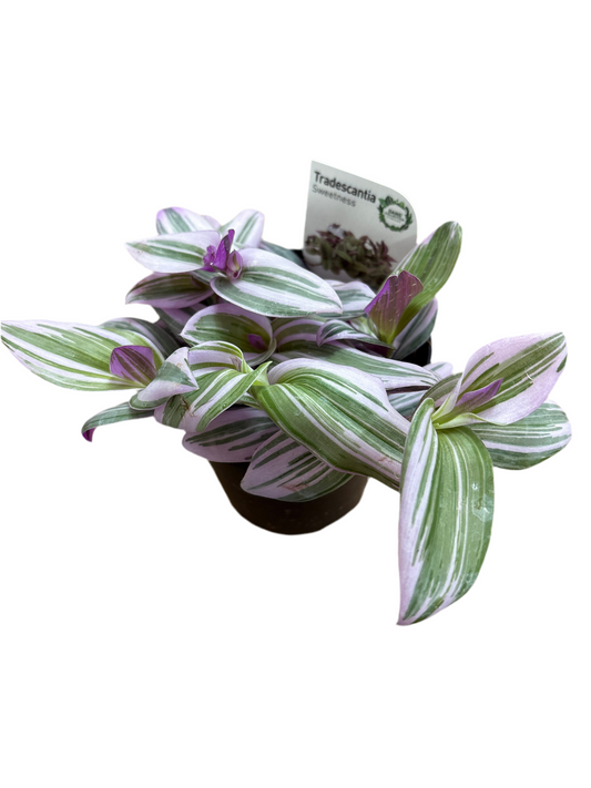 130mm Tradescantia Nanouk