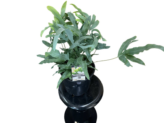 Phlebodium “ Blue Star”