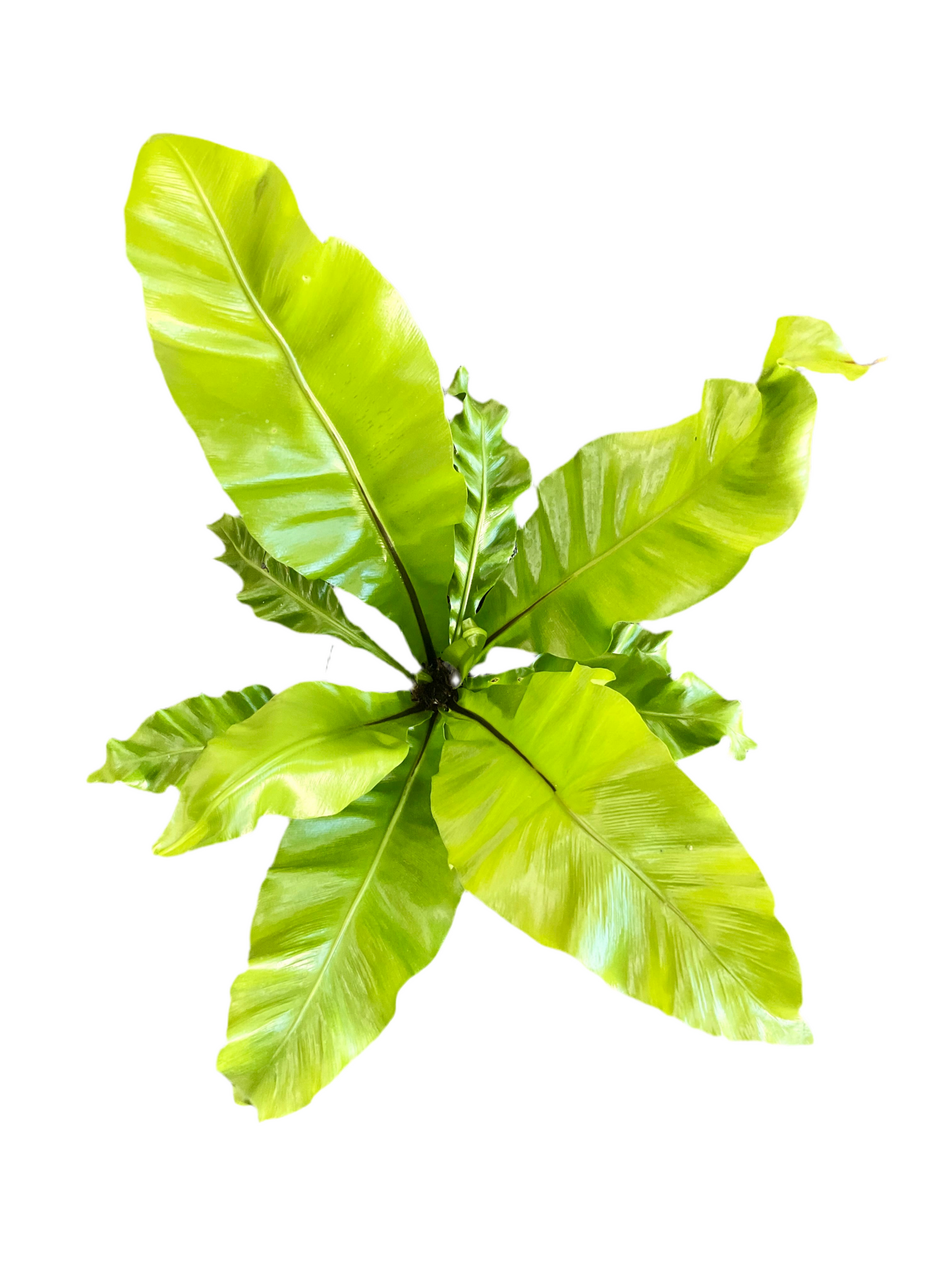 200mm Birds Nest Fern