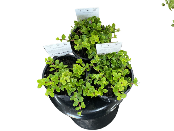 130mm Peperomia Rotundifolia